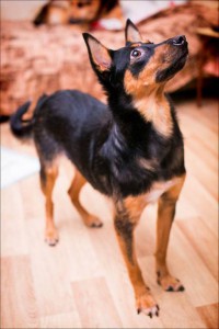 Москва и МО Умная, интеллигентная собачка по имени Шаня ищет любящий дом  - 2.jpg