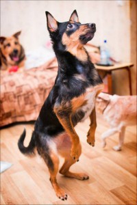 Москва и МО Умная, интеллигентная собачка по имени Шаня ищет любящий дом  - 3.jpg