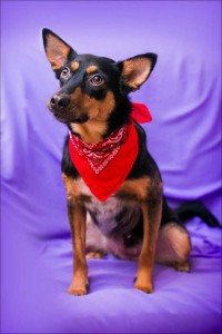 Москва и МО Умная, интеллигентная собачка по имени Шаня ищет любящий дом  - 4.jpg