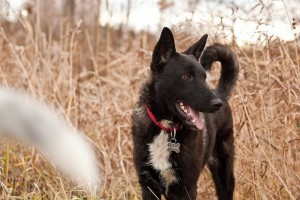 Москва и МО Пес по имени Черный ищет Хозяина  - 1.jpg