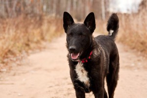 Москва и МО Пес по имени Черный ищет Хозяина  - 2.jpg