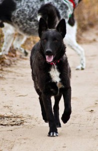 Москва и МО Пес по имени Черный ищет Хозяина  - 3.jpg