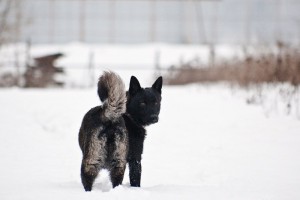 Москва и МО Пес по имени Черный ищет Хозяина  - 4.jpg