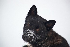 Москва и МО Пес по имени Черный ищет Хозяина  - 5.jpg