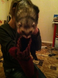 Отдам взрослого 3,5 года хорька, Москва - Nqm1B7gvwqE.jpg