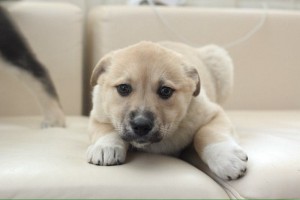 Москва и МО Малышка щенок в поисках дома  - Лиза 1.jpg