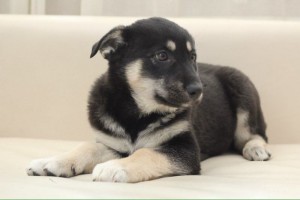 Москва и МО Малышка Варвара в добрые руки  - Варвара 1.jpg