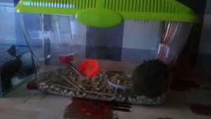 Для грызунов приму в дар - 20160211_103345.jpg