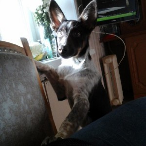 Малышка Перси ищет хозяев  - 11887123_1116484481695823_1230450383_n.jpg