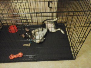 Малышка Перси ищет хозяев  - yc0wCdpOSpQ.jpg