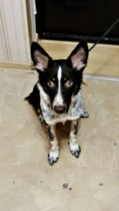 Малышка Перси ищет хозяев  - FveiugkbFQQ.jpg