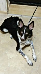 Малышка Перси ищет хозяев  - image.jpg