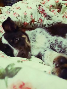 Малышка Перси ищет хозяев  - oi4v_ZzqYxo.jpg