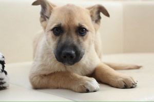 Москва и МО Щеночек-девочка с человеческим именем Тая  - Тая 1.jpg