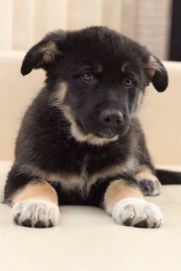 Москва и МО Крепыш Миша в добрые руки  - Миша 1.jpg