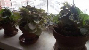 Фиалки - 20160215_132507.jpg