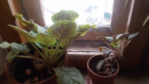 Фиалки - 20160215_132410.jpg