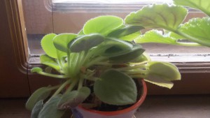 Фиалки - 20160215_132424.jpg