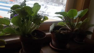 Фиалки - 20160215_132435.jpg