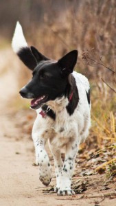 Москва и МО Ищет дом собачка по имени Лея - 1.jpg