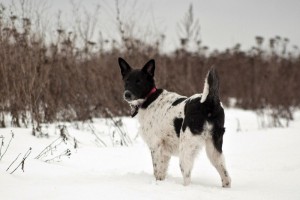 Москва и МО Ищет дом собачка по имени Лея - 2.jpg