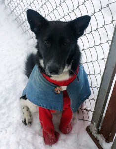 Москва и МО Ищет дом собачка по имени Лея - 3.jpg