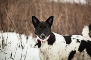 Москва и МО Ищет дом собачка по имени Лея - 4.jpg