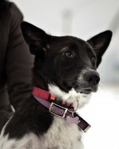 Москва и МО Ищет дом собачка по имени Лея - 5.jpg