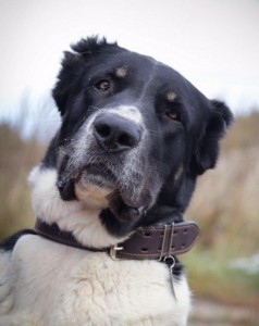 Москва и МО Взрослая Среднеазиатская овчарка Дана - 1.jpg