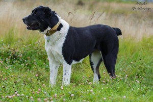 Москва и МО Взрослая Среднеазиатская овчарка Дана - 2.jpg