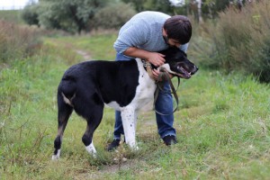 Москва и МО Взрослая Среднеазиатская овчарка Дана - 5.jpg