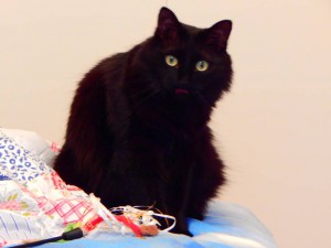 Отдам даром молодую кошечку - DSCN3056.JPG