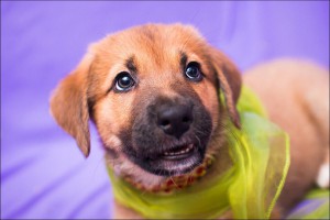 Москва и МО Очаровательная девочка Фрида ждёт своих самых лучших маму и папу  - 2.jpg