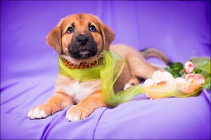 Москва и МО Очаровательная девочка Фрида ждёт своих самых лучших маму и папу  - 3.jpg