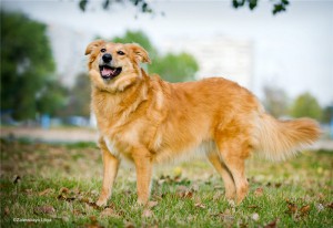 Дашенька - рыжее солнышко в добрые руки  - c49fc43af682.jpg