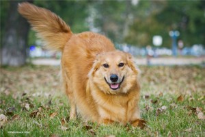 Дашенька - рыжее солнышко в добрые руки  - 3961d10d2936.jpg