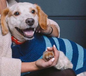 Москва и МО Метис спаниеля по имени Марс ищет семью и любящий дом  - 5.JPG