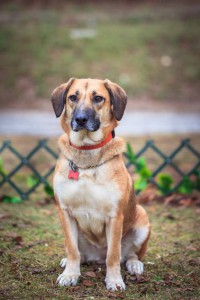 Кайса - море рыжей любви в дар  - IMG_7696.jpg