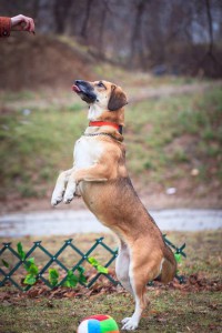 Кайса - море рыжей любви в дар  - IMG_7663.jpg