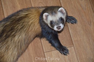 Отдам хорька - DSC_0494.JPG