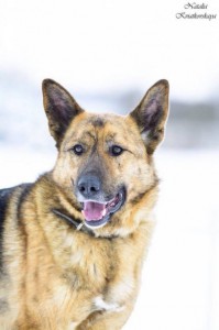 Москва и МО Чарли – метис Немецкой овчарки - 1.jpg