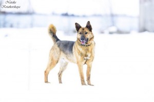 Москва и МО Чарли – метис Немецкой овчарки - 3.jpg