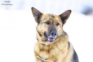 Москва и МО Чарли – метис Немецкой овчарки - 4.jpg