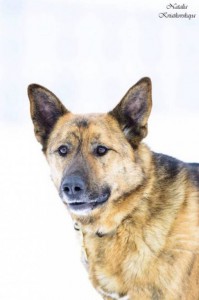 Москва и МО Чарли – метис Немецкой овчарки - 5.jpg