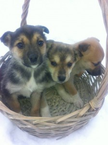 В корзиночке)