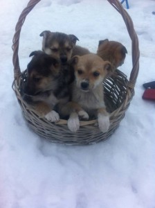 В корзинке)