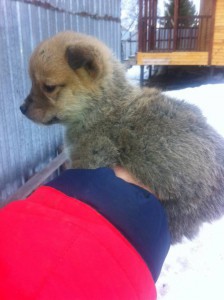 Очаровашка)