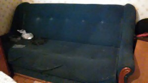 отдам диван - WP_20160225_004.jpg