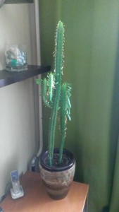 Отдам комнатные цветы - IMAG1728.jpg