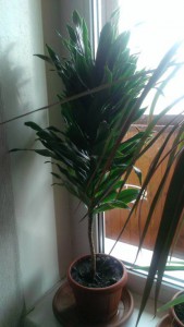 Отдам комнатные цветы - IMAG1731.jpg